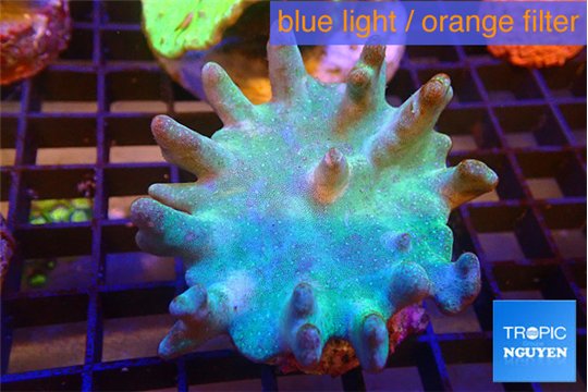Lobophytum greeny 7-11 cm WYSIWYG acclimaté