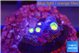 Zoanthus sunset kiwi 1-2 cm WYSIWYG acclimaté