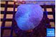 Sarcophyton long polyps 5-8 cm WYSIWYG acclimaté