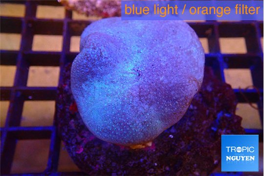 Sarcophyton long polyps 5-8 cm WYSIWYG acclimaté