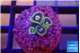 Zoanthus magician green 4 polyps WYSIWYG acclimaté