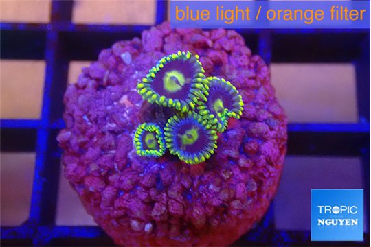 Zoanthus magician green 4 polyps WYSIWYG acclimaté