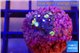 Zoanthus red spot 2 cm WYSIWYG acclimaté