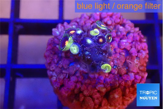 Zoanthus red spot 2 cm WYSIWYG acclimaté