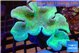Sarcophyton green body & long polyps 9-16 cm WYSIWYG acclimaté