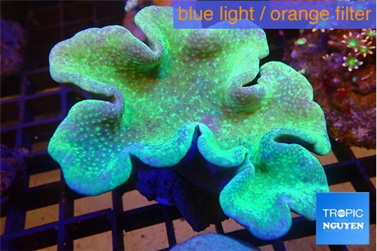Sarcophyton green body & long polyps 9-16 cm WYSIWYG acclimaté