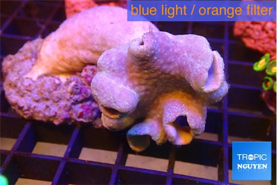 Sarcophyton long polyps 7-12 cm WYSIWYG acclimaté