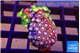 Zoanthus mixed color 3-4 cm WYSIWYG acclimaté