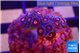Zoanthus red spot 2-3 cm WYSIWYG acclimaté