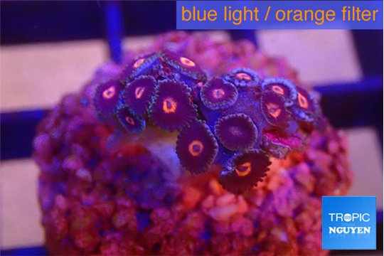 Zoanthus red spot 2-3 cm WYSIWYG acclimaté