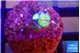 Zoanthus golden pink 2 polyps WYSIWYG acclimaté