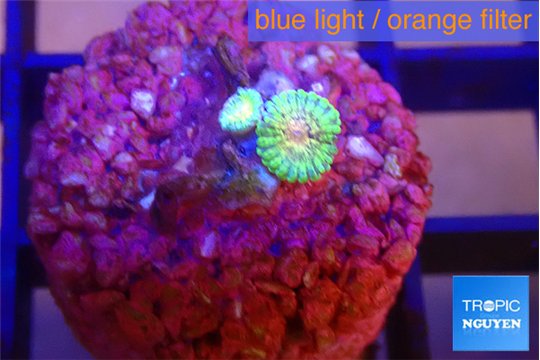 Zoanthus golden pink 2 polyps WYSIWYG acclimaté