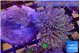 Sarcophyton greeny body long polyps 7-12 cm WYSIWYG acclimaté