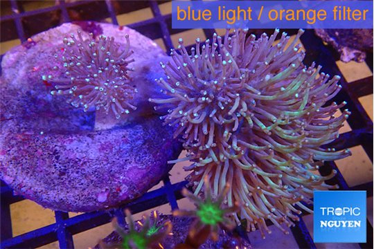Sarcophyton greeny body long polyps 7-12 cm WYSIWYG acclimaté
