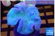 Sarcophyton long polyps 7-12 cm WYSIWYG acclimaté