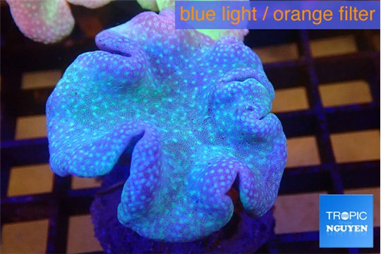 Sarcophyton long polyps 7-12 cm WYSIWYG acclimaté