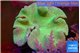 Sarcophyton green body & long polyps 8-14 cm WYSIWYG acclimaté