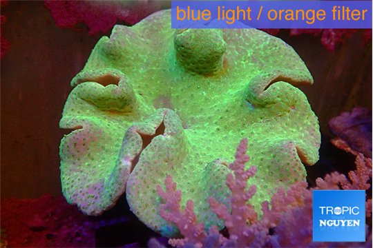 Sarcophyton green body & long polyps 8-14 cm WYSIWYG acclimaté
