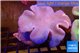 Sarcophyton long polyps 8-14 cm WYSIWYG acclimaté