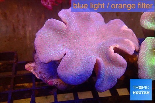 Sarcophyton long polyps 8-14 cm WYSIWYG acclimaté