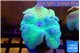 Sarcophyton green body & long polyps 8-14 cm WYSIWYG acclimaté