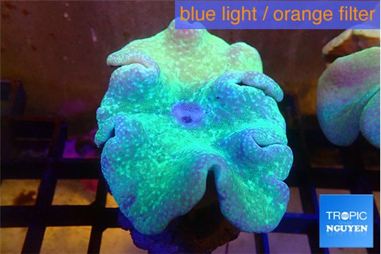 Sarcophyton green body & long polyps 8-14 cm WYSIWYG acclimaté