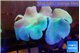 Sarcophyton greeny body & long polyps 8-14 cm WYSIWYG acclimaté