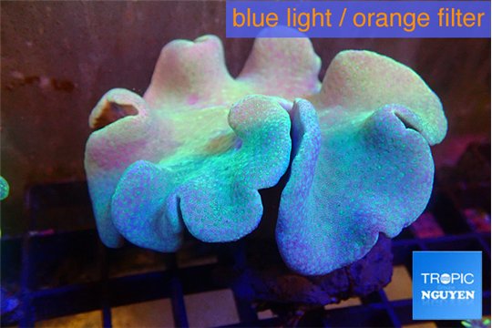 Sarcophyton greeny body & long polyps 8-14 cm WYSIWYG acclimaté