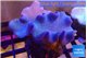 Sarcophyton multi body long polyps 8-14 cm WYSIWYG acclimaté