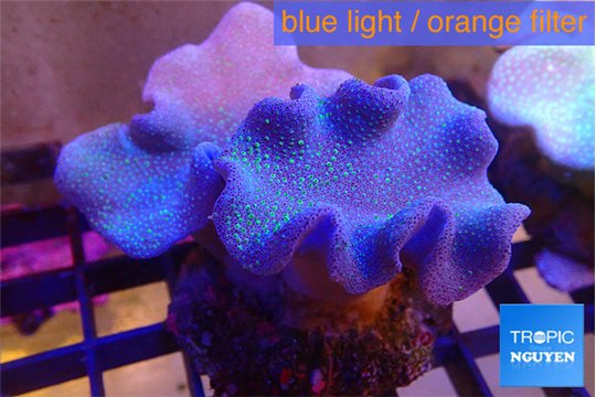 Sarcophyton multi body long polyps 8-14 cm WYSIWYG acclimaté