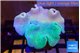 Sarcophyton greeny body & long polyps 8-14 cm WYSIWYG acclimaté