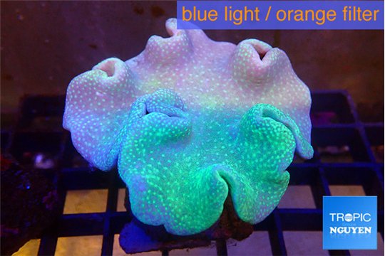 Sarcophyton greeny body & long polyps 8-14 cm WYSIWYG acclimaté