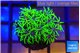 Pachyclavularia full neon green 2-3 cm WYSIWYG acclimaté