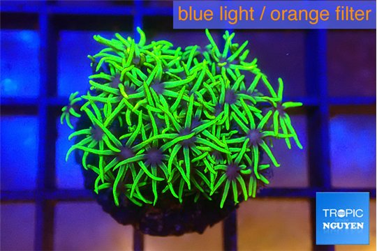 Pachyclavularia full neon green 2-3 cm WYSIWYG acclimaté