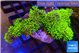 Pachyclavularia neon green 9-14 cm WYSIWYG acclimaté