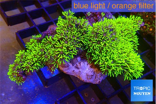 Pachyclavularia neon green 9-14 cm WYSIWYG acclimaté