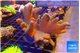 Lobophytum white polyps 9-14 cm WYSIWYG acclimaté