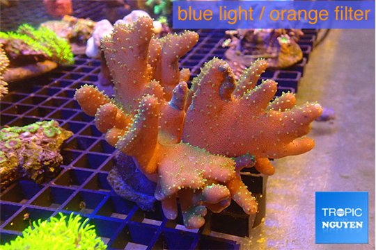 Lobophytum white polyps 9-14 cm WYSIWYG acclimaté