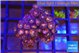 Zoanthus pink diamond 2-4 cm WYSIWYG acclimaté