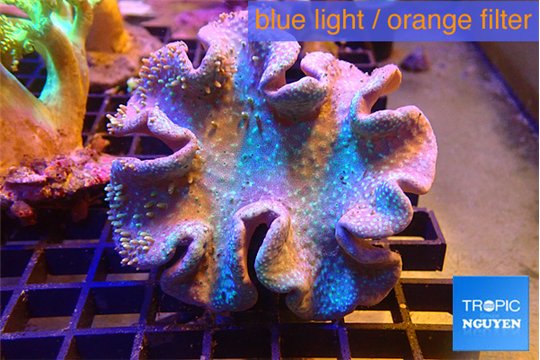 Sarcophyton long polyps 8-15 cm WYSIWYG acclimaté