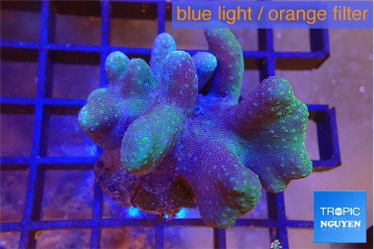 Lobophytum greeny polyps 4-6 cm WYSIWYG acclimaté