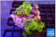 Pachyclavularia neon green 9-14 cm WYSIWYG acclimaté
