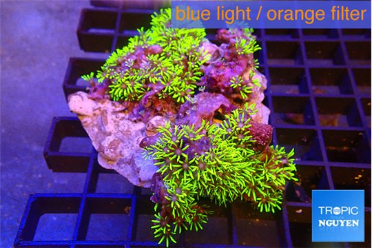 Pachyclavularia neon green 9-14 cm WYSIWYG acclimaté