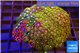 Zoanthus garden premium 8-12 cm WYSIWYG acclimaté