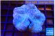 Sarcophyton long polyps 6-9 cm WYSIWYG acclimaté
