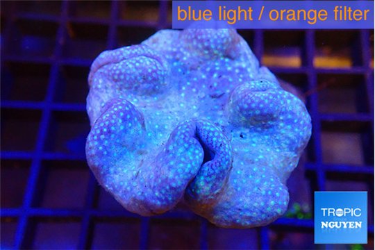 Sarcophyton long polyps 6-9 cm WYSIWYG acclimaté