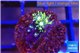 Pachyclavularia neon green 1-2 cm WYSIWYG acclimaté