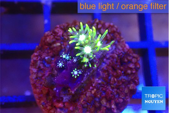 Pachyclavularia neon green 1-2 cm WYSIWYG acclimaté