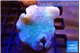 Sarcophyton long polyps 6-9 cm WYSIWYG acclimaté