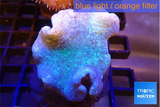 Sarcophyton long polyps 6-9 cm WYSIWYG acclimaté